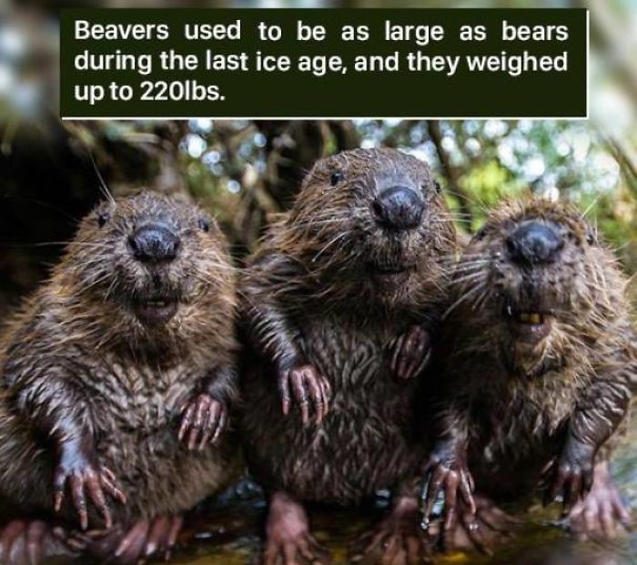 baby beavers - Beavers used to be as large as bears during the last ice age, and they weighed up to 220lbs.