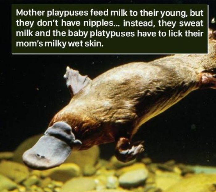 flat mouth animal - Mother playpuses feed milk to their young, but they don't have nipples... instead, they sweat milk and the baby platypuses have to lick their mom's milky wet skin.