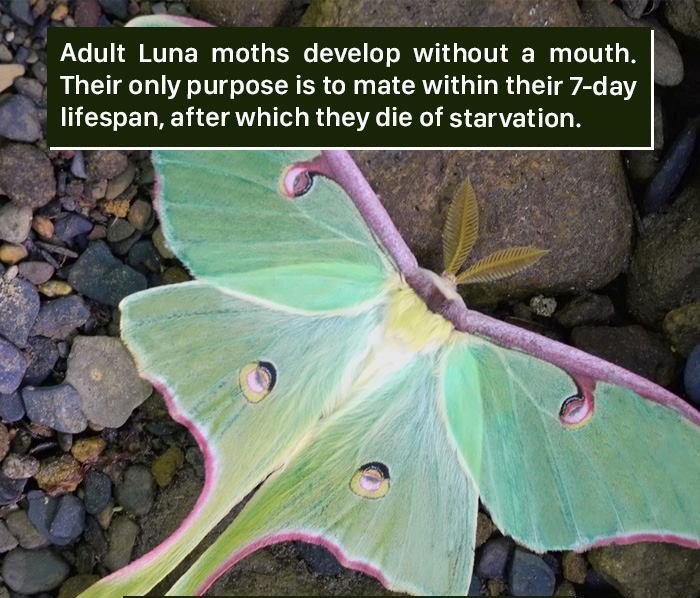 luna moth rosy maple moth - Adult Luna moths develop without a mouth. Their only purpose is to mate within their 7day lifespan, after which they die of starvation.