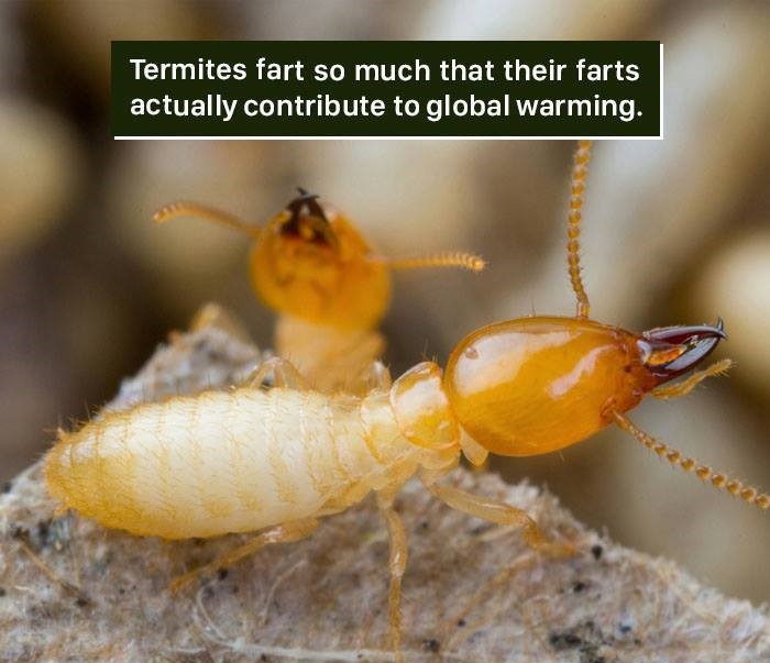 wtf facts - Termites fart so much that their farts actually contribute to global warming.