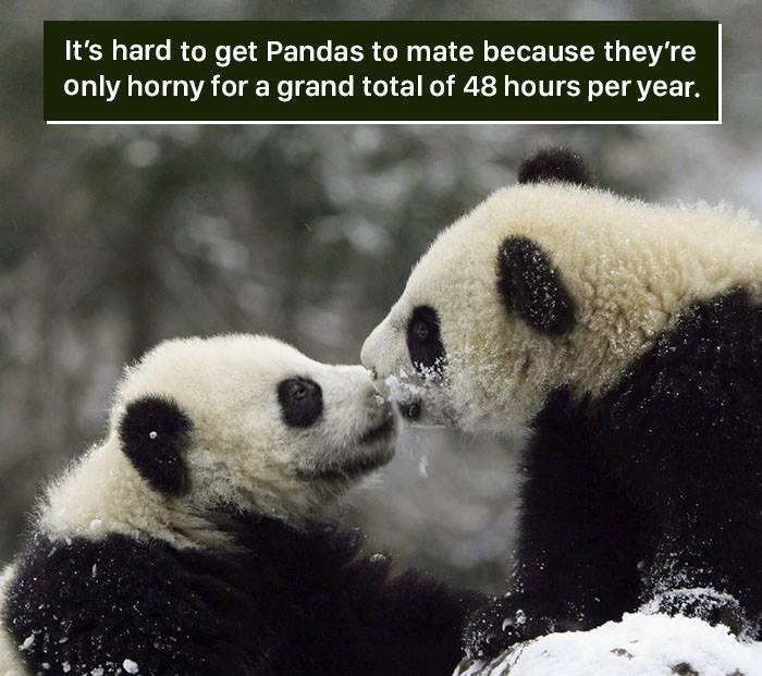 animal conservation - It's hard to get Pandas to mate because they're only horny for a grand total of 48 hours per year.
