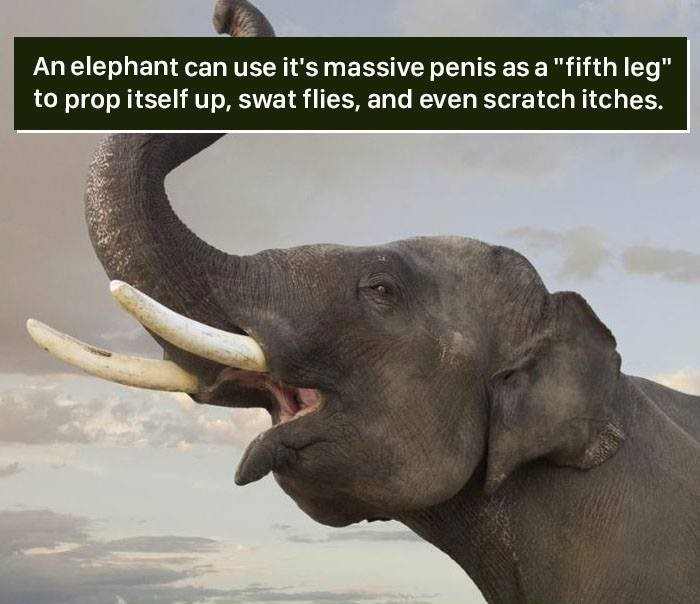 elephant calling - An elephant can use it's massive penis as a "fifth leg" to prop itself up, swat flies, and even scratch itches.