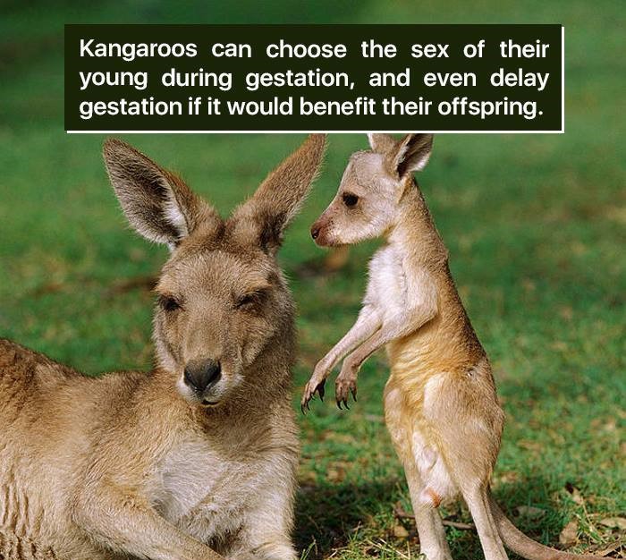 cute kangaroos - Kangaroos can choose the sex of their young during gestation, and even delay gestation if it would benefit their offspring.