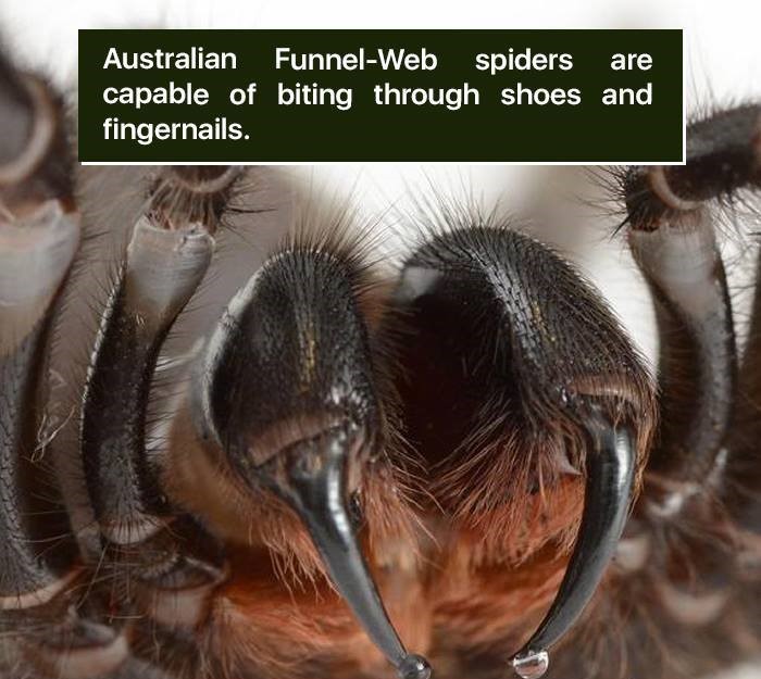 fun facts about funnel web spiders - Australian FunnelWeb spiders are capable of biting through shoes and fingernails.