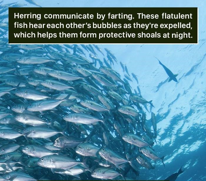 fish technology - Herring communicate by farting. These flatulent fish hear each other's bubbles as they're expelled, which helps them form protective shoals at night.