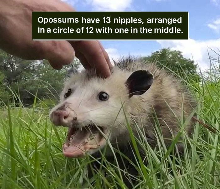 stressed possum - Opossums have 13 nipples, arranged in a circle of 12 with one in the middle.