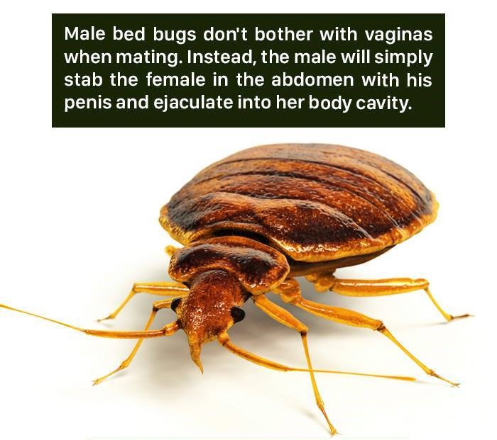 flea or bed bug - Male bed bugs don't bother with vaginas when mating. Instead, the male will simply stab the female in the abdomen with his penis and ejaculate into her body cavity.