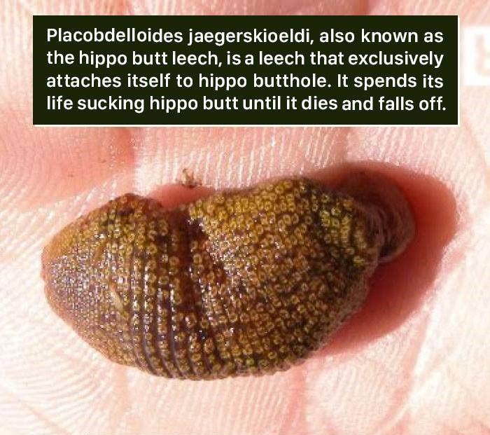 placobdelloides jaegerskioeldi - Placobdelloides jaegerskioeldi, also known as the hippo butt leech, is a leech that exclusively attaches itself to hippo butthole. It spends its life sucking hippo butt until it dies and falls off.