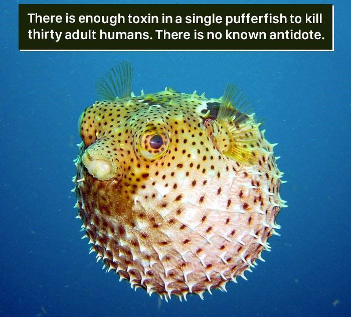 coral reef blow fish - There is enough toxin in a single pufferfish to kill thirty adult humans. There is no known antidote.