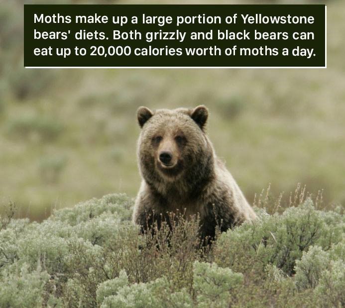 grizzly bears - Moths make up a large portion of Yellowstone bears' diets. Both grizzly and black bears can eat up to 20,000 calories worth of moths a day.