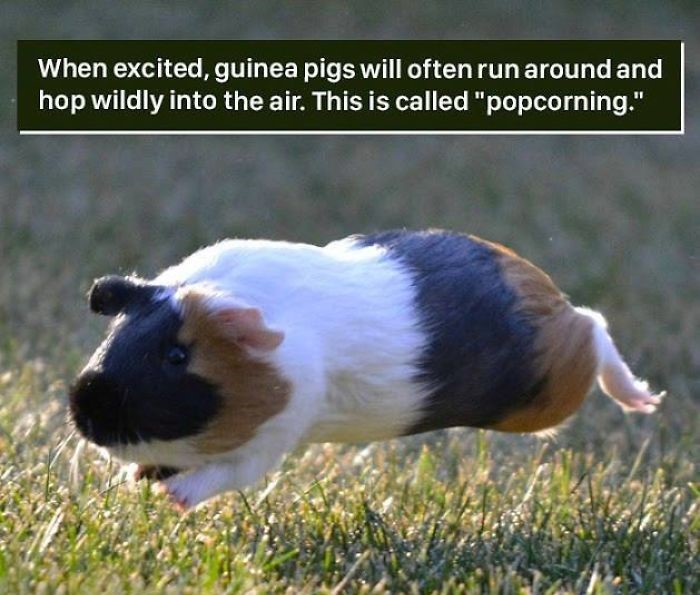 weird facts - When excited, guinea pigs will often run around and hop wildly into the air. This is called "popcorning."