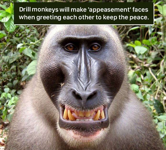Drill monkeys will make 'appeasement' faces when greeting each other to keep the peace.