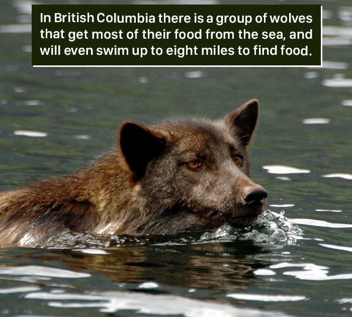 In British Columbia there is a group of wolves that get most of their food from the sea, and will even swim up to eight miles to find food.