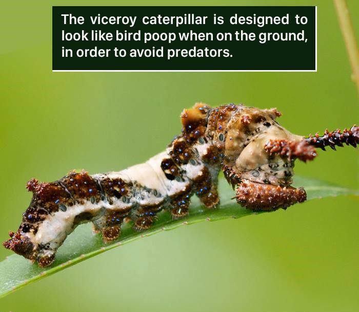 caterpillar - The viceroy caterpillar is designed to look bird poop when on the ground, in order to avoid predators.