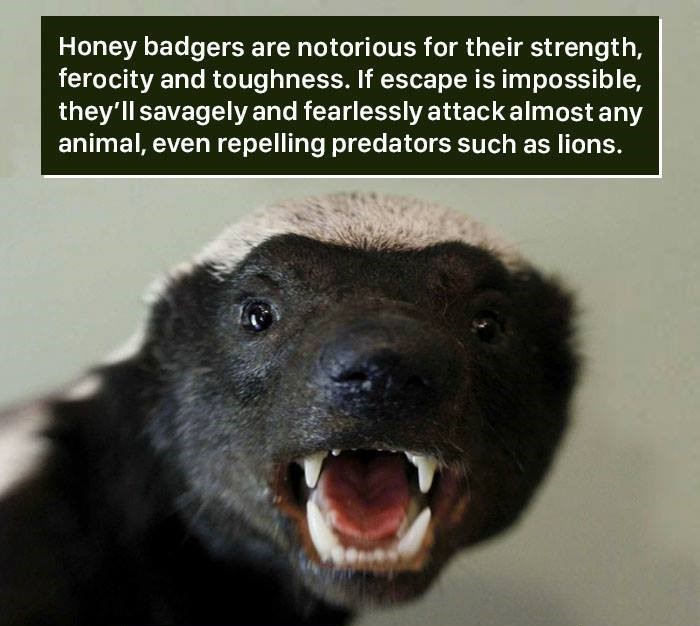 africa honey badger - Honey badgers are notorious for their strength, ferocity and toughness. If escape is impossible, they'll savagely and fearlessly attack almost any animal, even repelling predators such as lions.