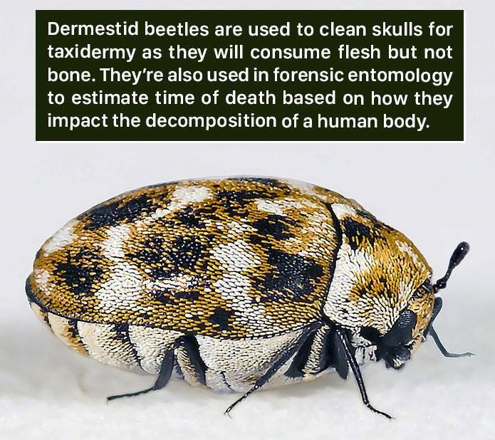 carpet bugs - Dermestid beetles are used to clean skulls for taxidermy as they will consume flesh but not bone. They're also used in forensic entomology to estimate time of death based on how they impact the decomposition of a human body.