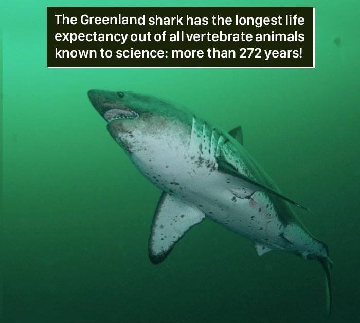 greenland shark - The Greenland shark has the longest life expectancy out of all vertebrate animals known to science more than 272 years!