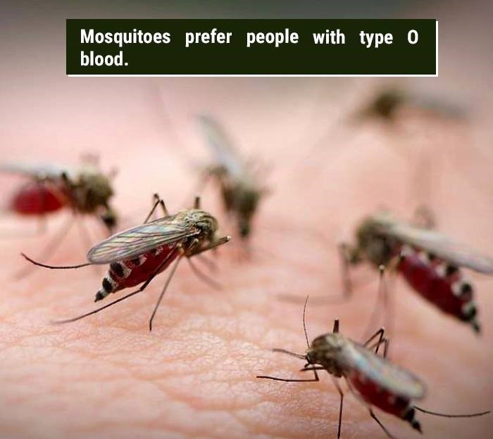5 mosquitoes - Mosquitoes prefer people with type o blood.