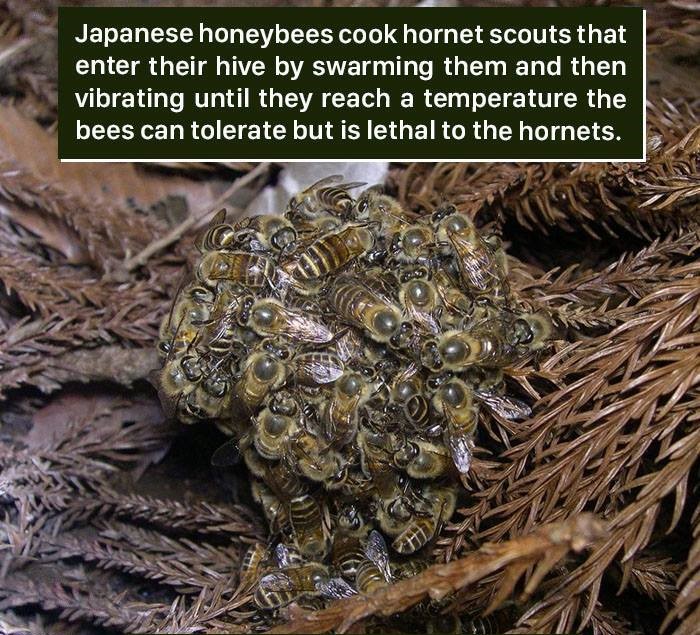 hot bee ball - Japanese honeybees cook hornet scouts that enter their hive by swarming them and then vibrating until they reach a temperature the bees can tolerate but is lethal to the hornets.