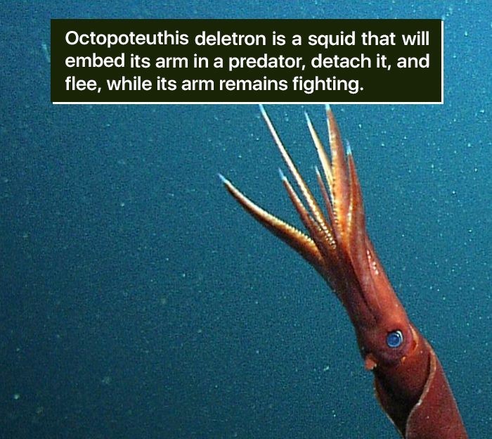 Octopoteuthis deletron is a squid that will embed its arm in a predator, detach it, and flee, while its arm remains fighting.