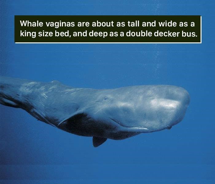 sperm whale face - Whale vaginas are about as tall and wide as a king size bed, and deep as a double decker bus.