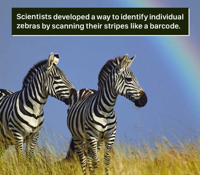 zebra wallpaper iphone rainbow - Scientists developed a way to identify individual zebras by scanning their stripes a barcode. Wita