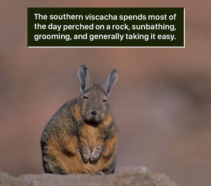 viscacha meme - The southern viscacha spends most of the day perched on a rock, sunbathing, grooming, and generally taking it easy,