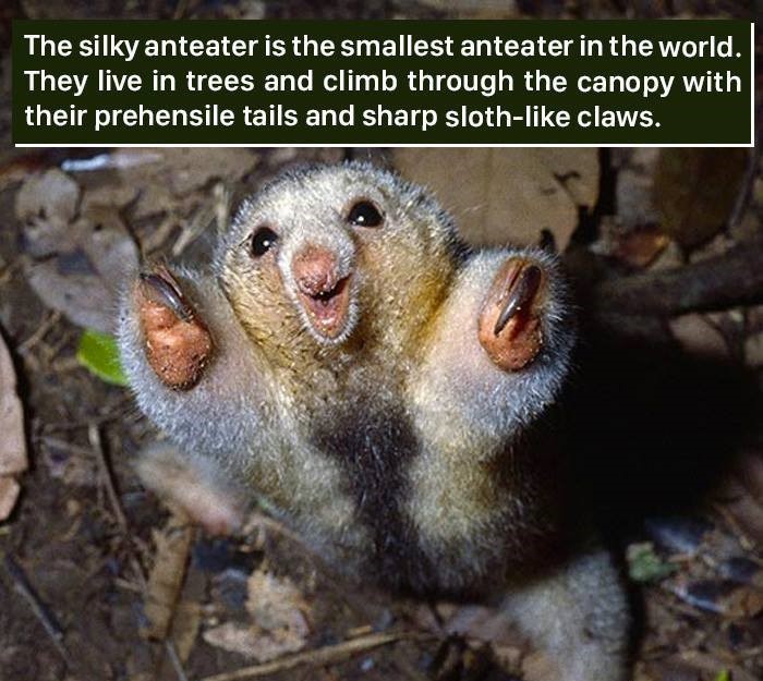 smallest anteater - The silky anteater is the smallest anteater in the world. They live in trees and climb through the canopy with their prehensile tails and sharp sloth claws.
