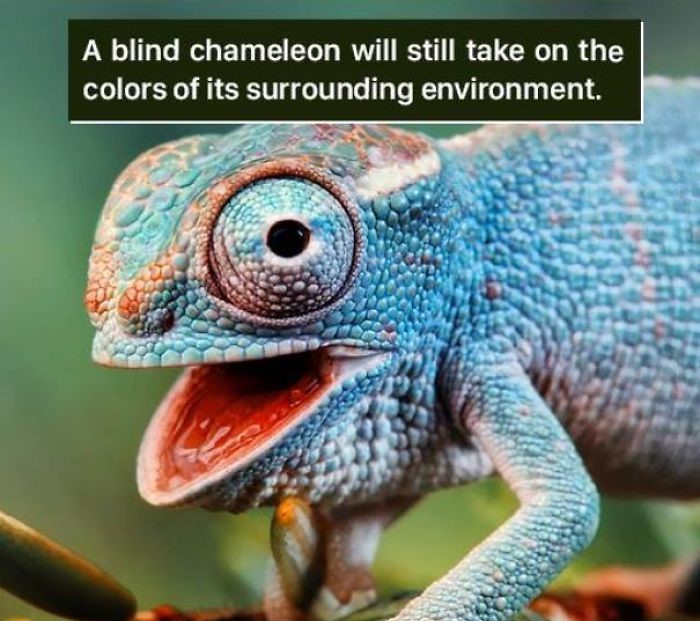 cute chameleons - A blind chameleon will still take on the colors of its surrounding environment.