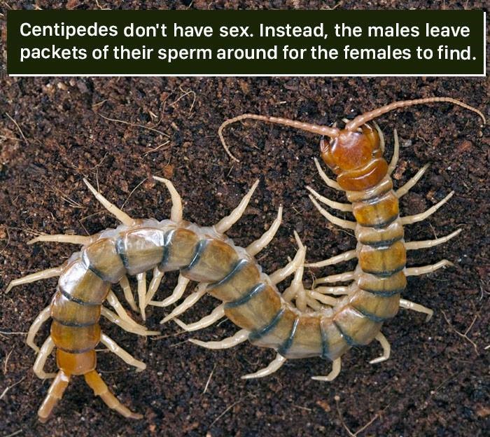 terrestrial animal - 35 Centipedes don't have sex. Instead, the males leave packets of their sperm around for the females to find.