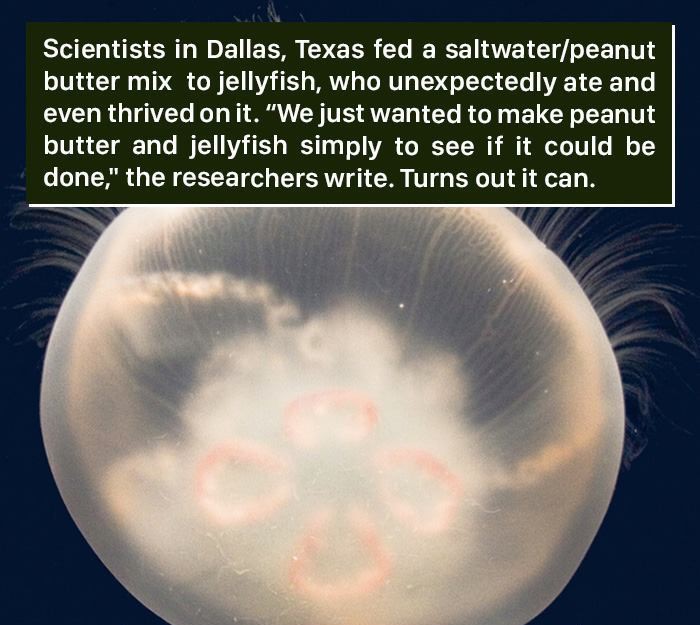 atmosphere - Scientists in Dallas, Texas fed a saltwaterpeanut butter mix to jellyfish, who unexpectedly ate and even thrived on it. "We just wanted to make peanut butter and jellyfish simply to see if it could be done," the researchers write. Turns out i