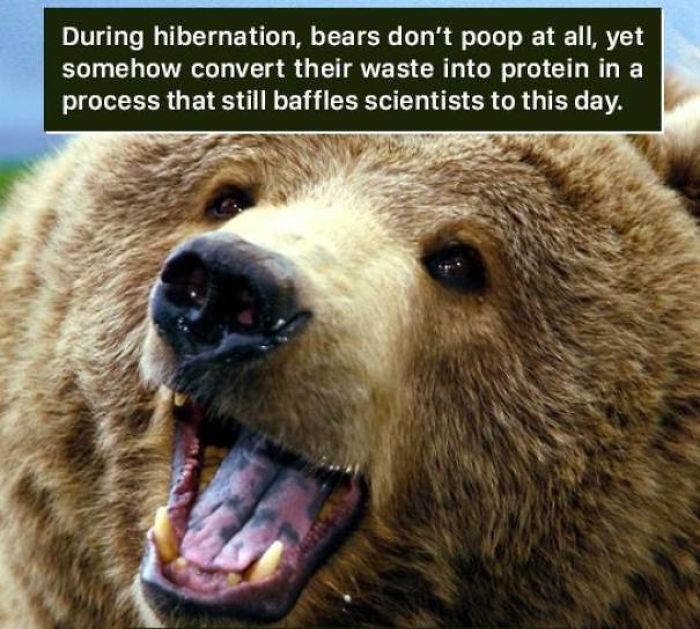 bears win the superb owl - During hibernation, bears don't poop at all, yet somehow convert their waste into protein in a process that still baffles scientists to this day.