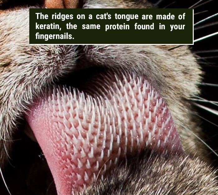 tiger's tongue - The ridges on a cat's tongue are made of keratin, the same protein found in your fingernails.