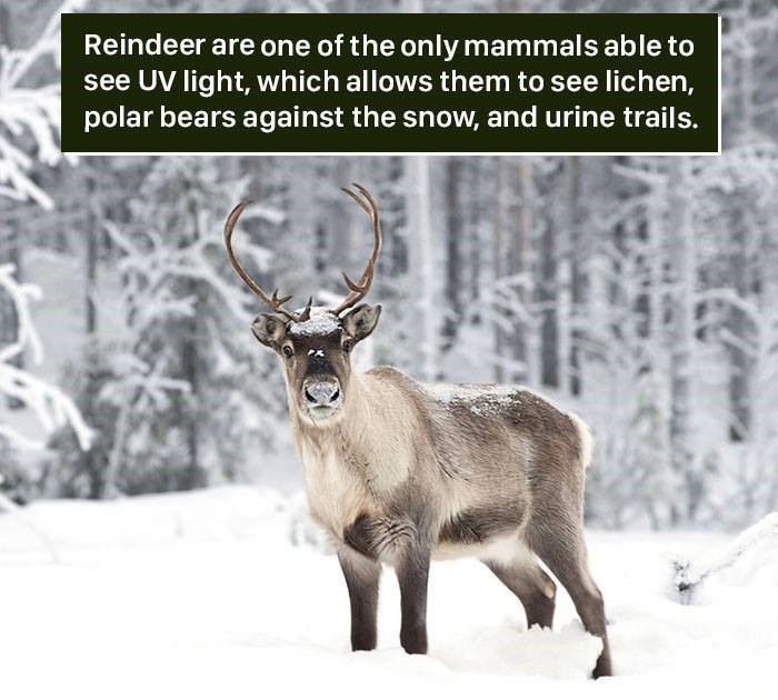 real reindeer - Reindeer are one of the only mammals able to see Uv light, which allows them to see lichen, polar bears against the snow, and urine trails.