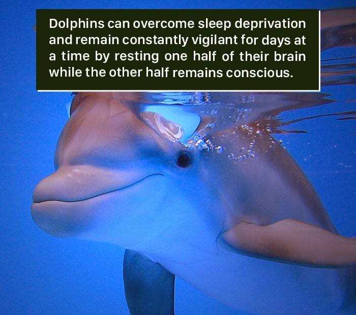 common bottlenose dolphin - Dolphins can overcome sleep deprivation and remain constantly vigilant for days at a time by resting one half of their brain while the other half remains conscious.