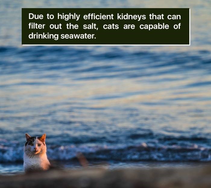 cats on the beach - Due to highly efficient kidneys that can filter out the salt, cats are capable of drinking seawater.