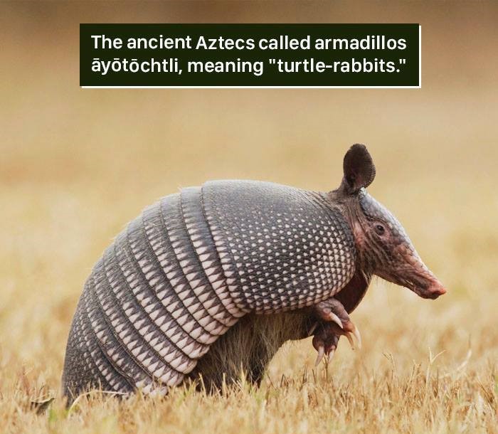 florida armadillo - The ancient Aztecs called armadillos ytchtli, meaning "turtlerabbits." 7416 Law All Tamaanmi Dominas Immo Aaaaa
