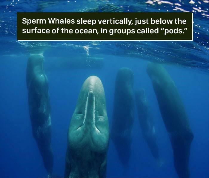 Whales - Sperm Whales sleep vertically, just below the surface of the ocean, in groups called "pods."