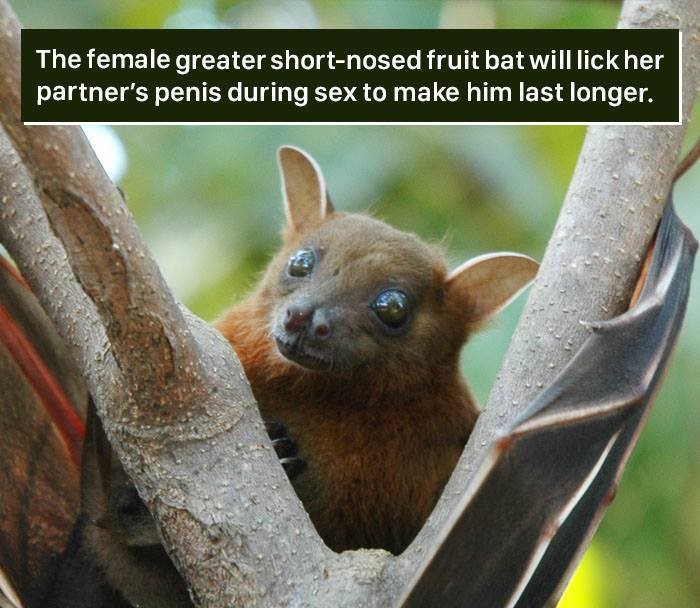 fruit bat hd - The female greater shortnosed fruit bat will lick her partner's penis during sex to make him last longer.
