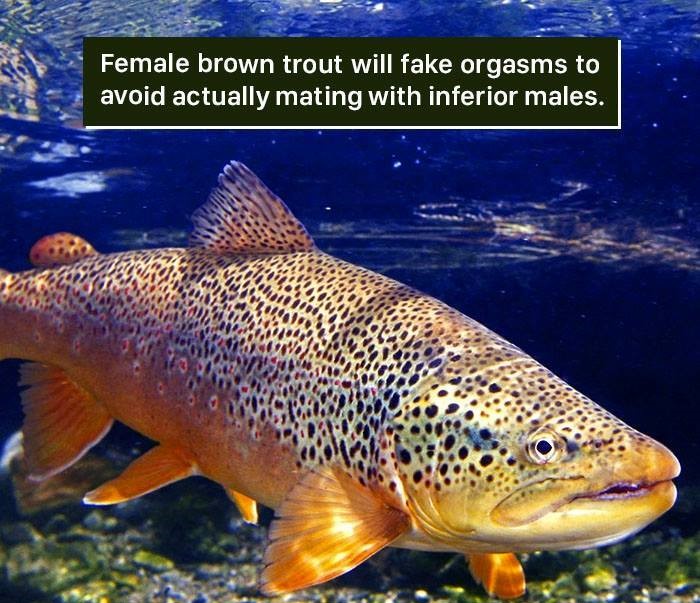 green river utah fish - Female brown trout will fake orgasms to avoid actually mating with inferior males.