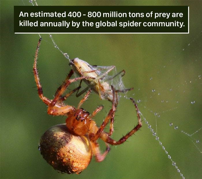 spider web prey - An estimated 400 800 million tons of prey are killed annually by the global spider community.
