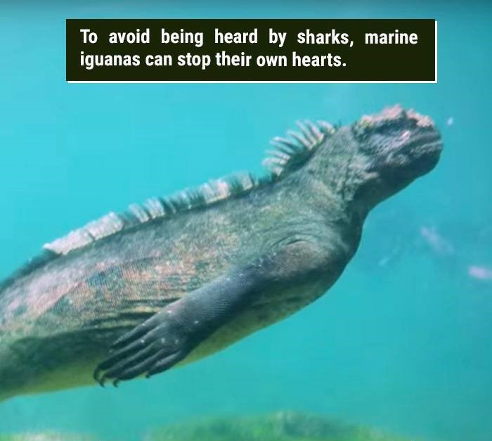 iguana underwater - To avoid being heard by sharks, marine iguanas can stop their own hearts.