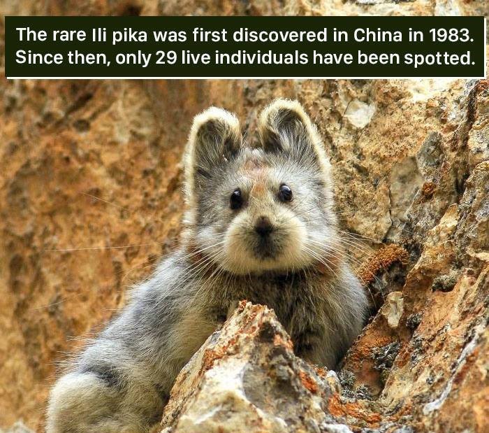 ili pika - The rare ili pika was first discovered in China in 1983. Since then, only 29 live individuals have been spotted.
