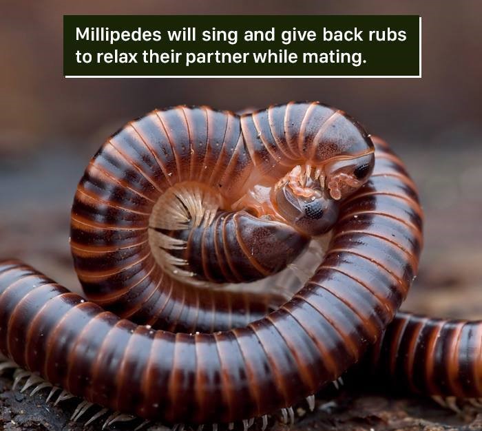 millipede memes - Millipedes will sing and give back rubs to relax their partner while mating.
