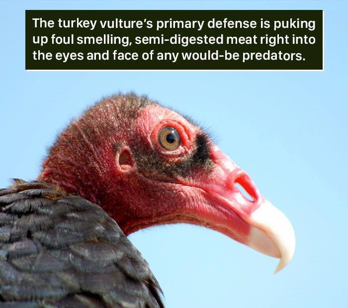 beak - The turkey vulture's primary defense is puking up foul smelling, semidigested meat right into the eyes and face of any wouldbe predators.