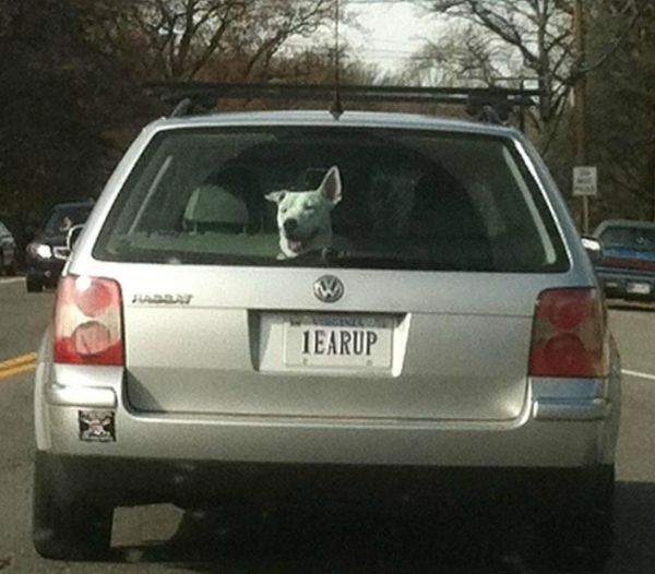 coincidence 1 ear up license plate