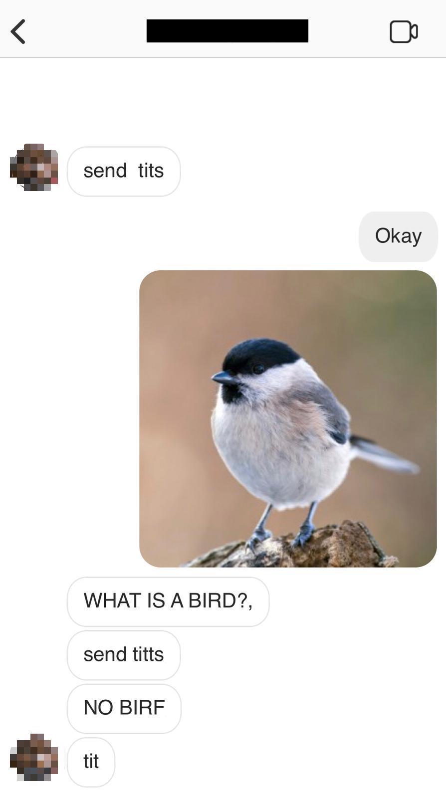 beak - send tits send tits Okay What Is A Bird?, send titts No Birf tit