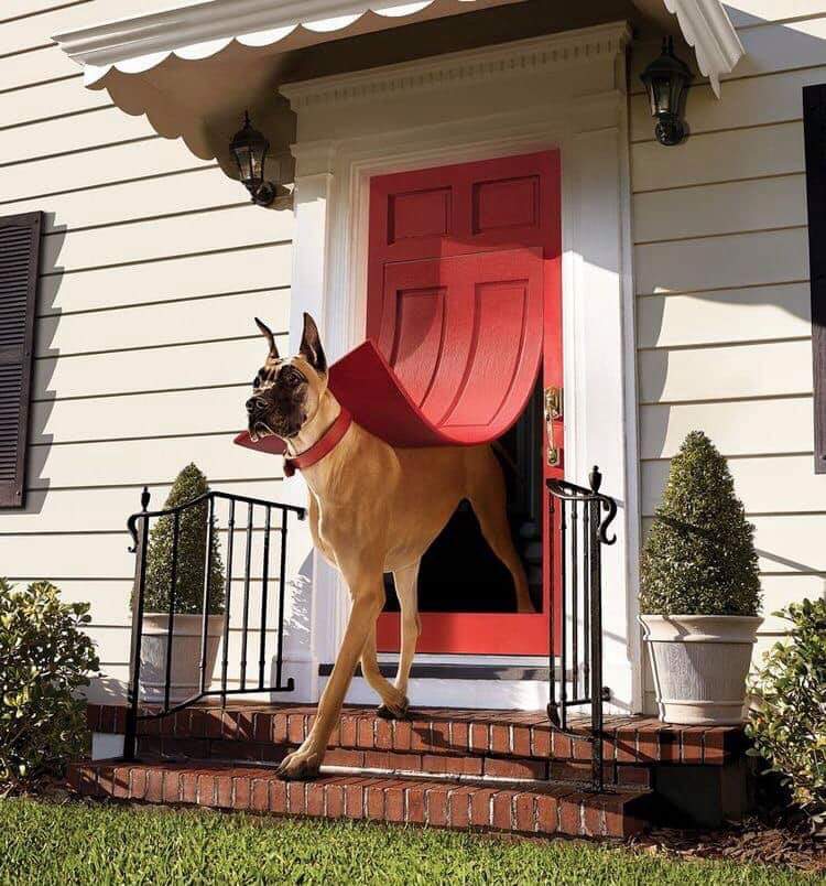 great dane doggie door