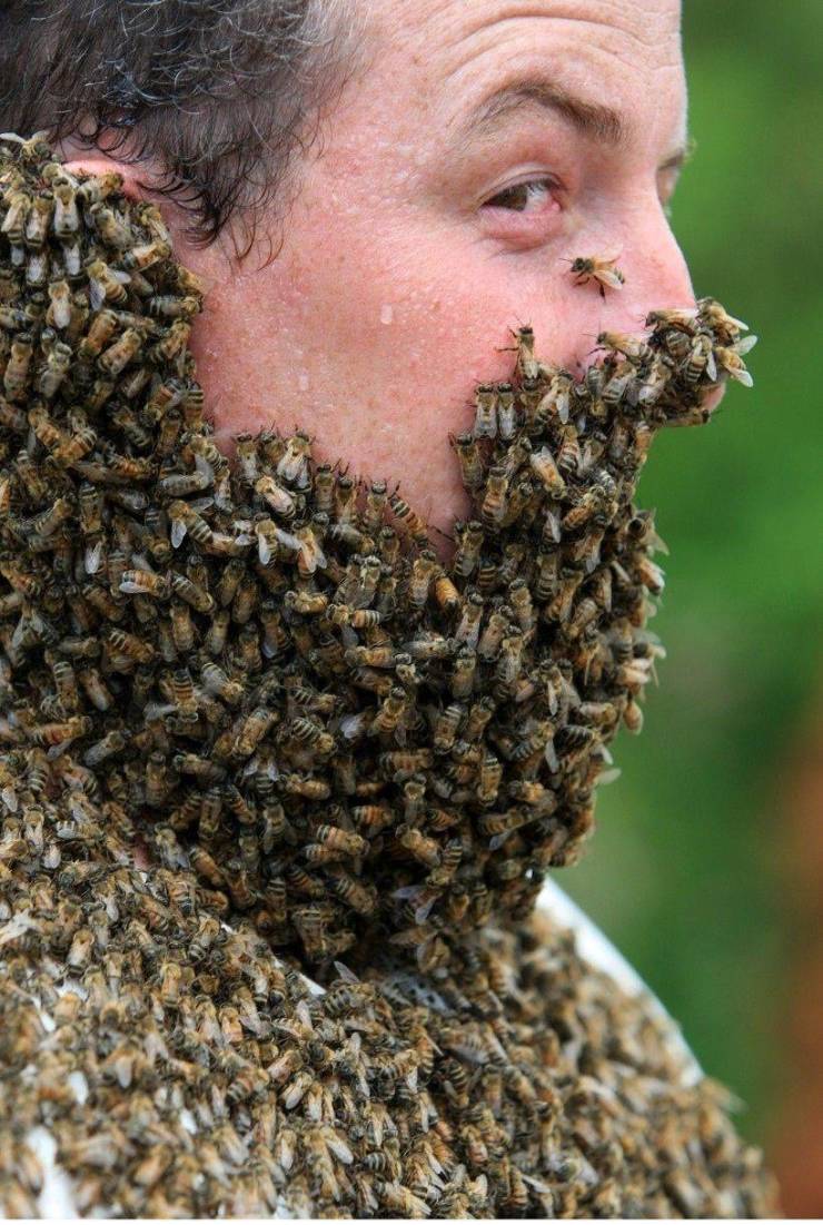 bee beard competition
