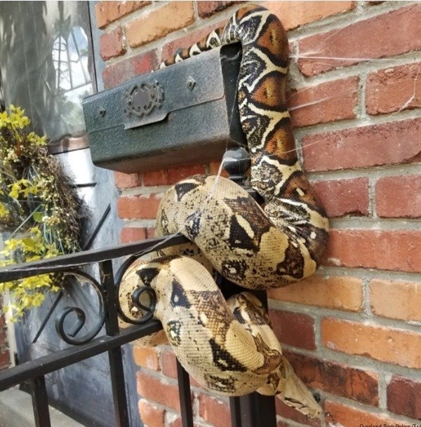 overland park snake mailbox